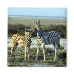 Animal Wild 1 Refrigerator Magnets