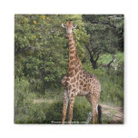 Animal Wild 1 Magnets