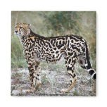 Animal Wild 1 Refrigerator Magnet