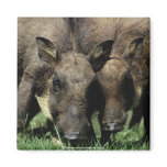 Animal Wild 1 Fridge Magnet