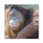 Animal Wild 1 Fridge Magnets