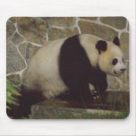 Animal Wild Panda Bear Mousepad
