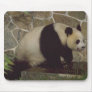 Animal Wild Panda Bear Mousepad