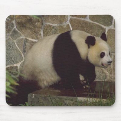 Animal Wild Panda Bear Mousepad by mickeyelvis128