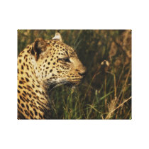 Animals Africa leopard panthera pardus