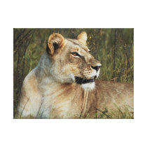 Animals Africa lion panthera leo