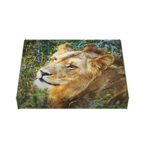 Animals Africa lion panthera leo