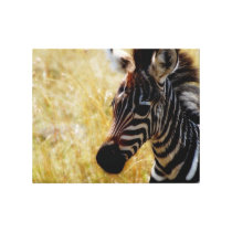 Animals Africa zebra Canvas Print