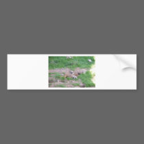 Animals bumper stickers