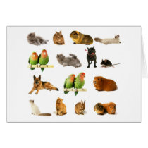animals cards