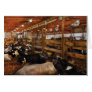 Animals - Cow - Checking out the Ladies Card