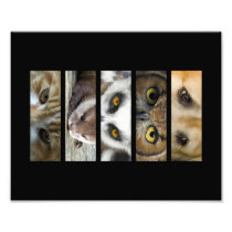 Animals Eyes Landscape Photograph