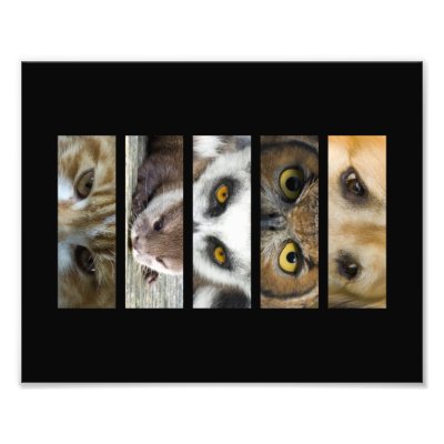 Animals Eyes Landscape Photograph by PhotographyByPixie