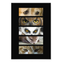 Animals Eyes Photo Art