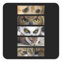 Animals Eyes Square Stickers