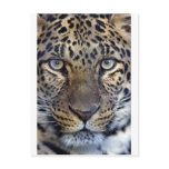Animals in the Wild Post Card