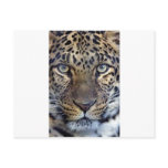 Animals in the Wild Post Cards