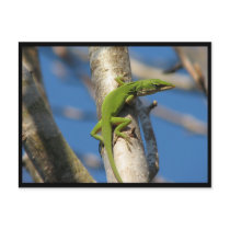 Animals postcards 14