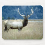 Animals Wild 1 mousepads