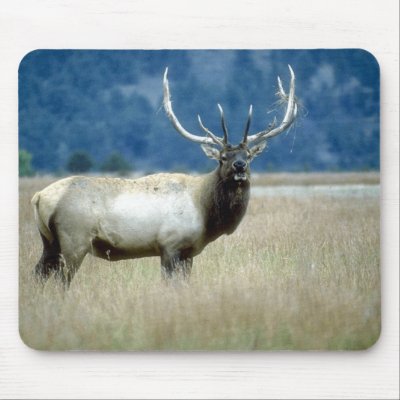 Animals Wild 1 Mouse Mats by mickeyelvis128