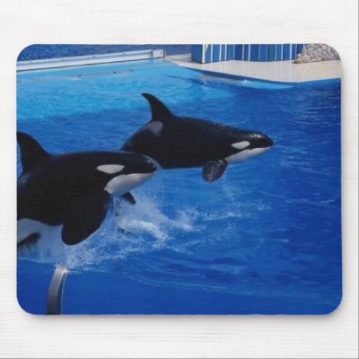 Animals Wild Dolphins Mouse Mat by mickeyelvis128