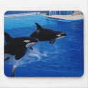 Animals Wild Dolphins mousepads