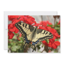 Anise Swallowtail Invitation