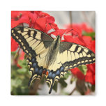 Anise Swallowtail Magnet