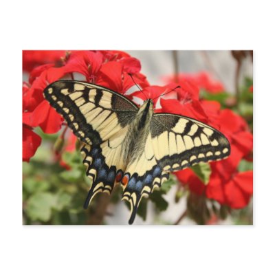Anise Swallowtail Postcard by ButterflyGardens