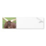 Ankhole Cattle  Bumper Sticker