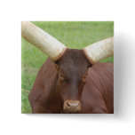 Ankhole Cattle  Button