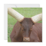 Ankhole Cattle Invitations