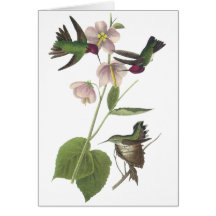 Anna's Hummingbird, James Audubon Greeting Card