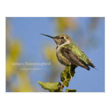 Anna's Hummingbird Post Card