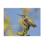 Anna's Hummingbird Post Card