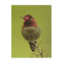 Anna's Hummingbird Postcard