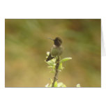 Anna's Hummingbird profile Card