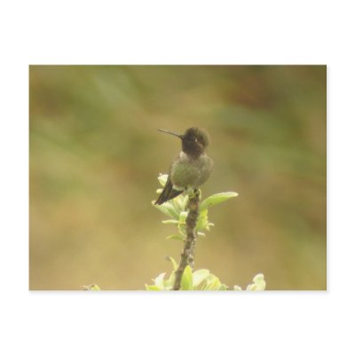 Anna's Hummingbird profile Postcard by naturalphotos