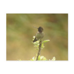 Anna's Hummingbird profile Postcard