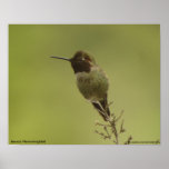 Anna's Hummingbird profile Poster