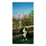 Annie Forrester~Border Collie Extraordinaire photo cards