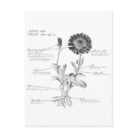 Annotated Botanical Diagram Postcard