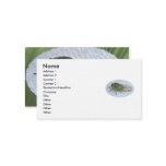Annual Cicada Business Card business cards