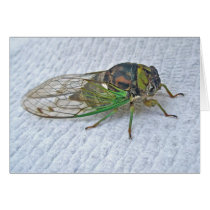 Annual Cicada Coordinating Items Card