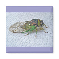 Annual Cicada Coordinating Items Refrigerator Magnets