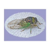 Annual Cicada Coordinating Items Postcard