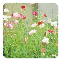 Annual Poppies flowers Stickers