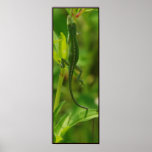 Anole95