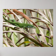 Anole Posed Poster