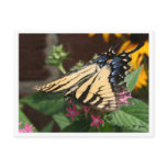 Another Butterfly Feeding Postcard